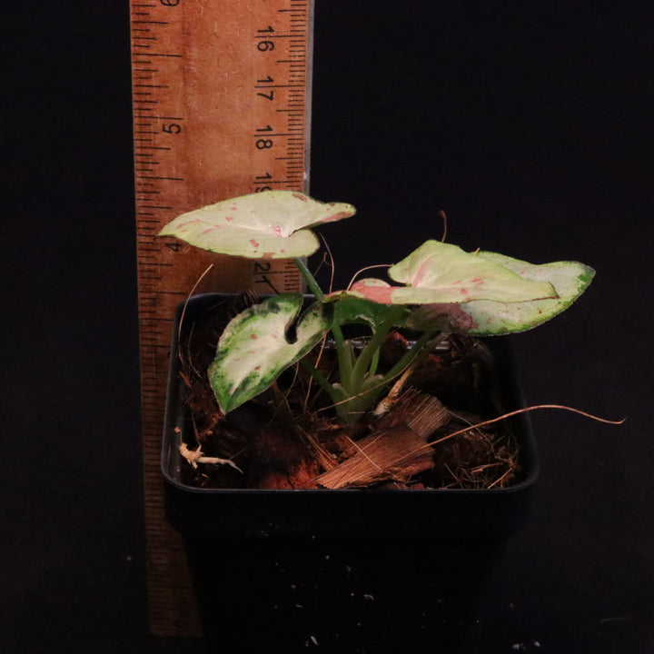 Syngonium Strawberry Milk - Grower's Choice