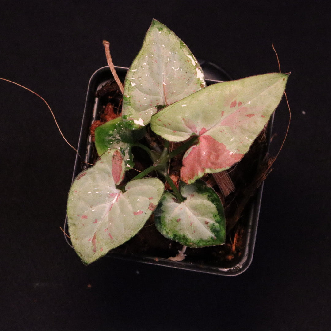 Syngonium Strawberry Milk - Grower's Choice