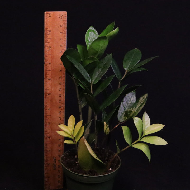Variegated Zamioculcas zamiifolia - ZZ Plant