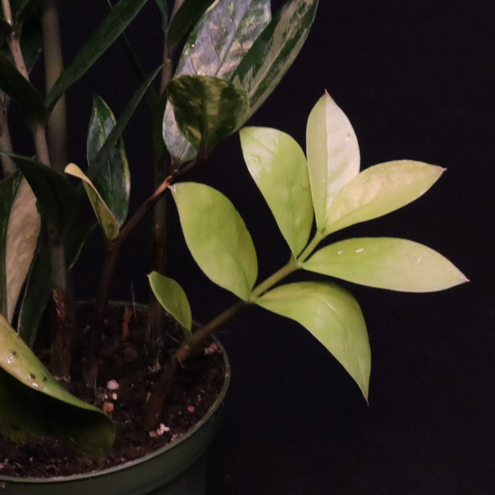 Variegated Zamioculcas zamiifolia - ZZ Plant