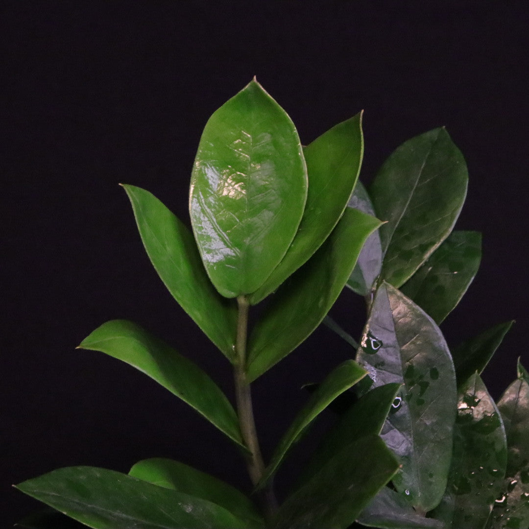Variegated Zamioculcas zamiifolia - ZZ Plant