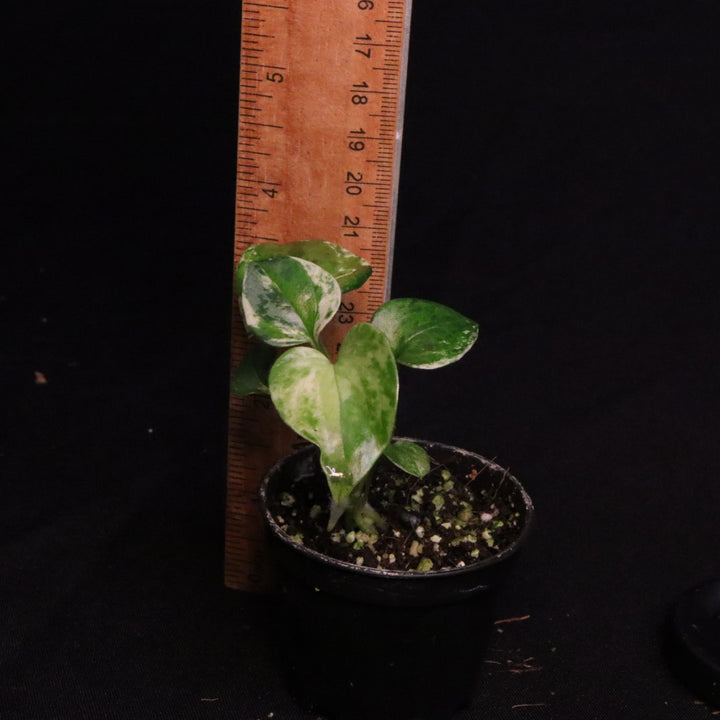 Variegated Anthurium watermaliense x self - B