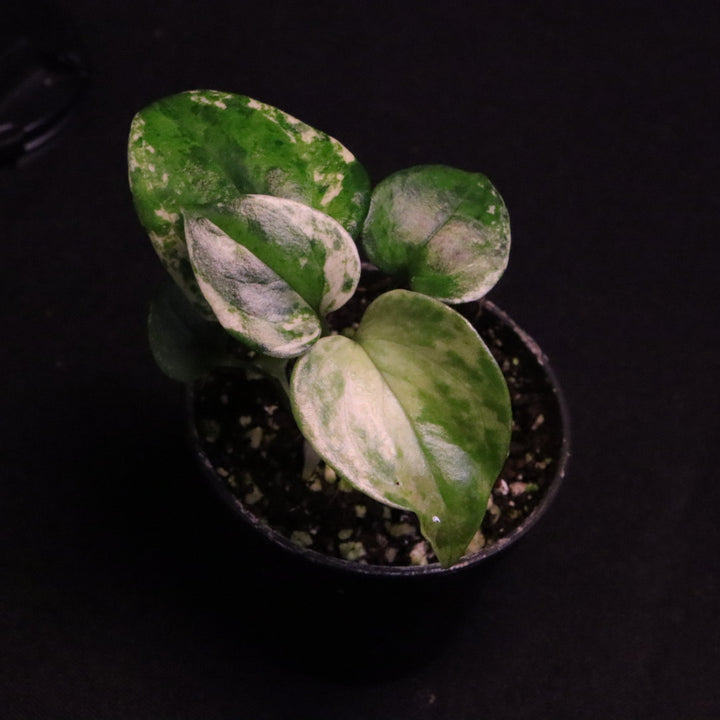 Variegated Anthurium watermaliense x self - B