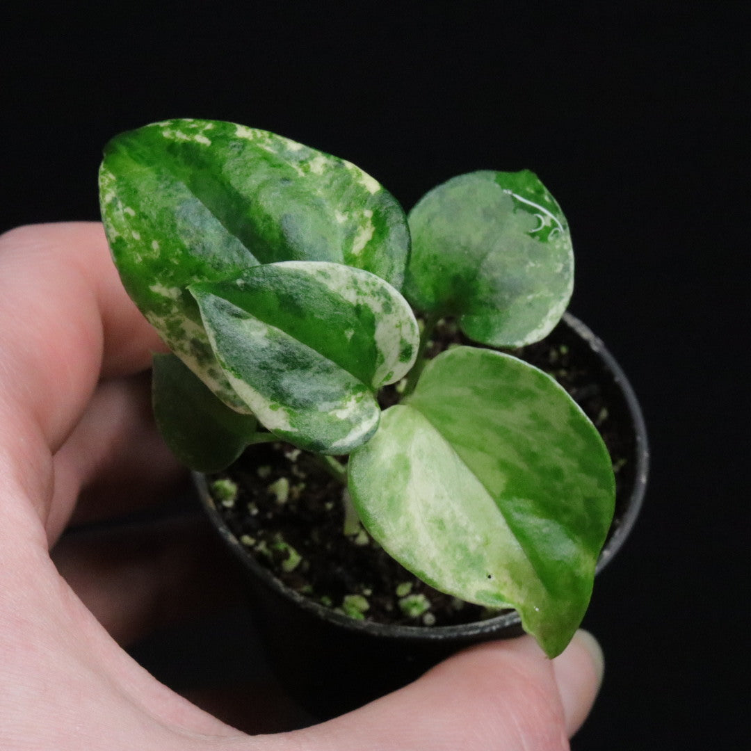 Variegated Anthurium watermaliense x self - B