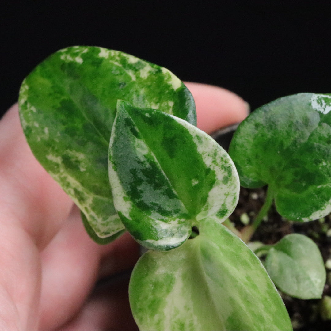 Variegated Anthurium watermaliense x self - B