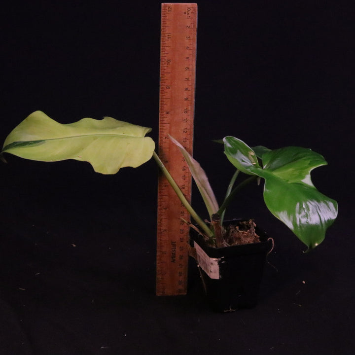 Philodendron Florida Beauty x Mayoi Variegated - Wide Form - B
