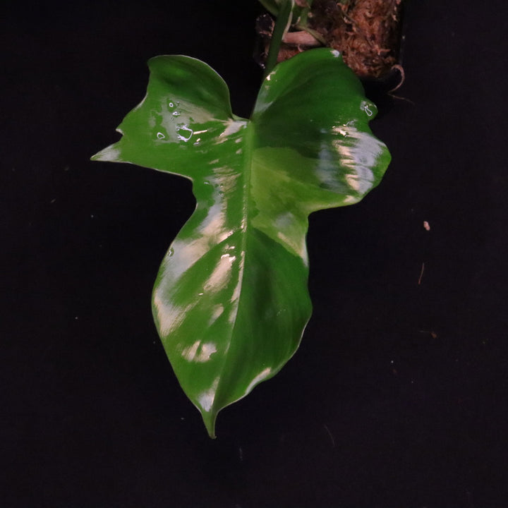 Philodendron Florida Beauty x Mayoi Variegated - Wide Form - B