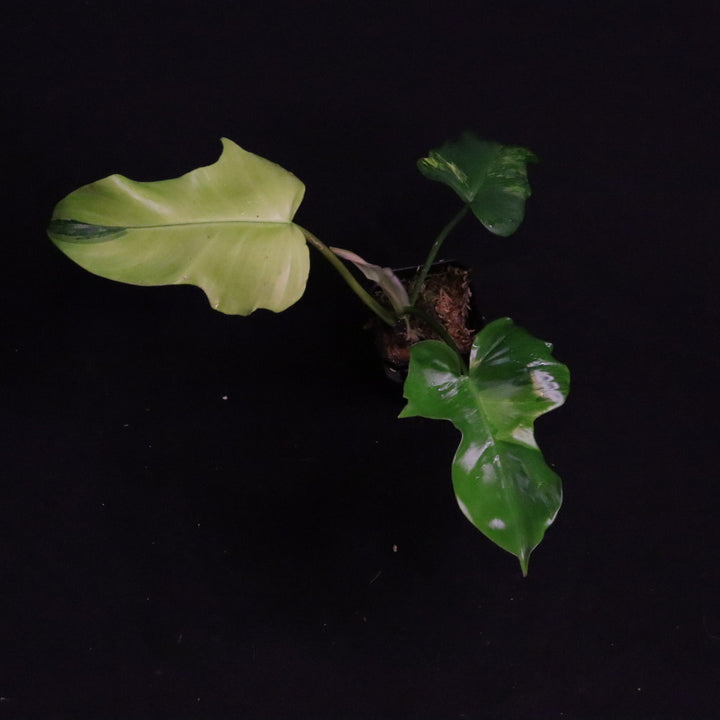 Philodendron Florida Beauty x Mayoi Variegated - Wide Form - B