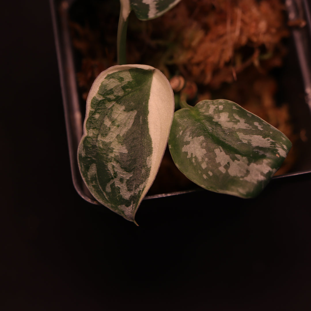 Variegated Scindapsus Mayari - Pictus Albo - Two Growth Points - A