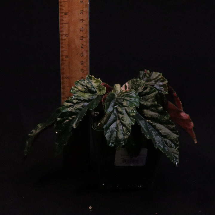 Begonia Ginny Galaxy