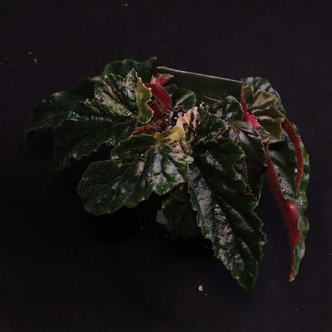 Begonia Ginny Galaxy
