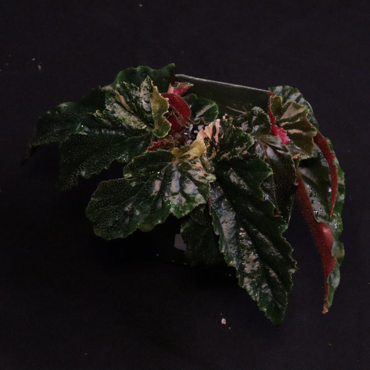 Begonia Ginny Galaxy