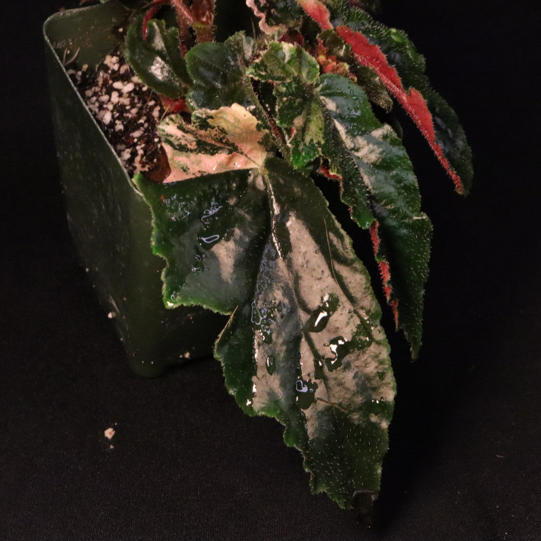 Begonia Ginny Galaxy
