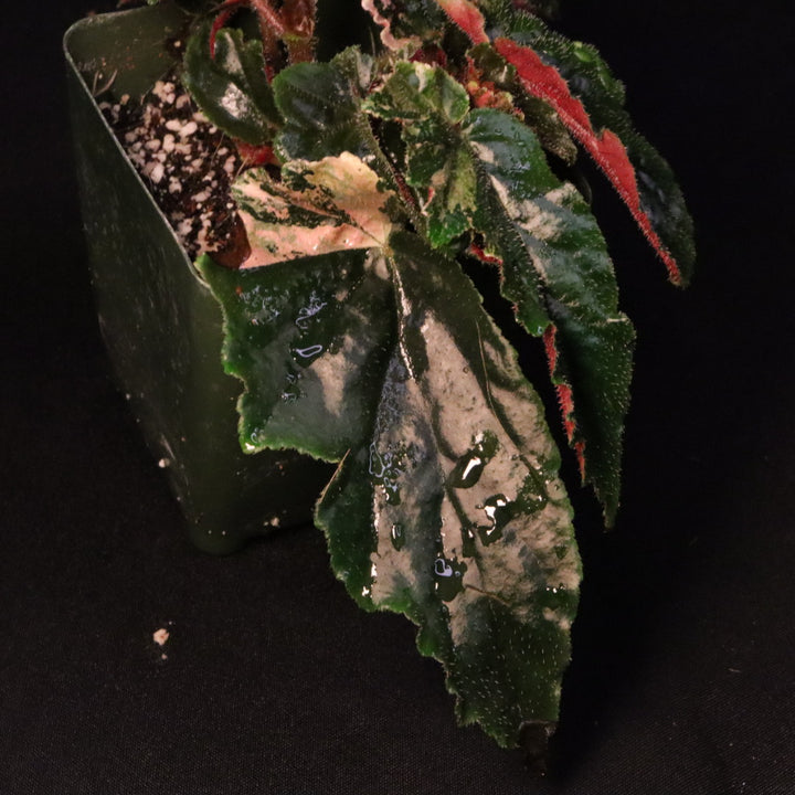 Begonia Ginny Galaxy