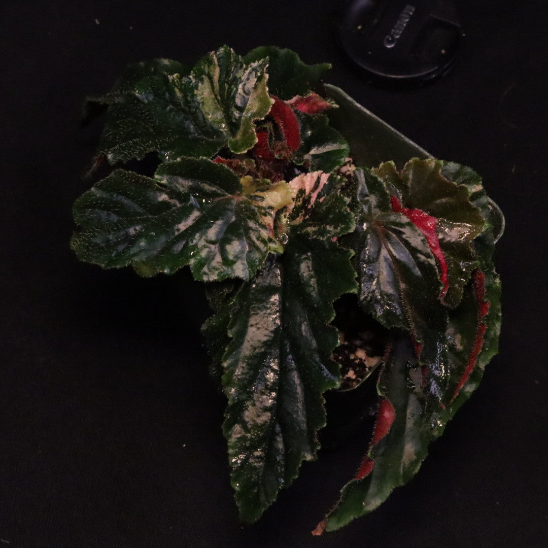 Begonia Ginny Galaxy