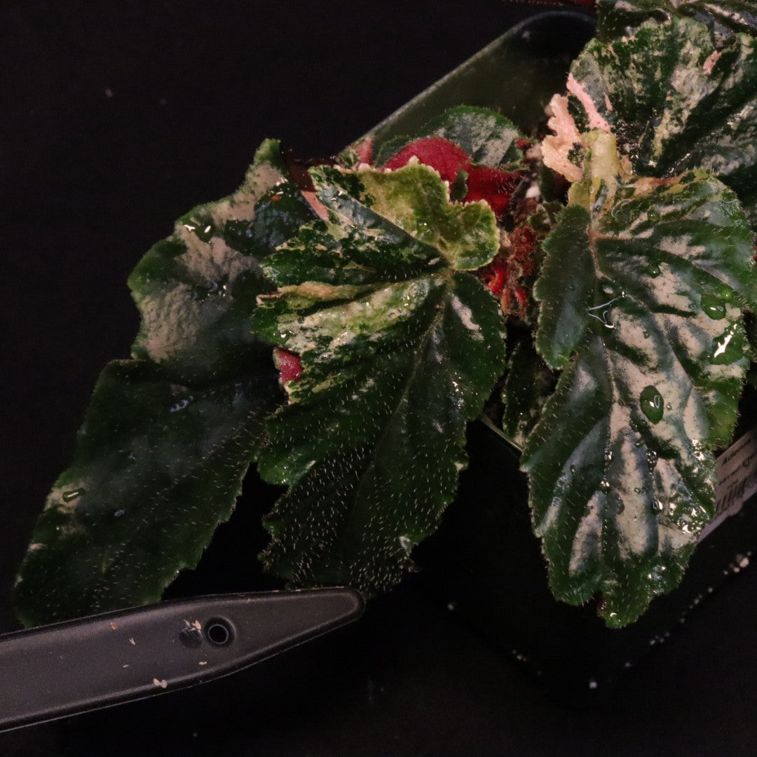 Begonia Ginny Galaxy