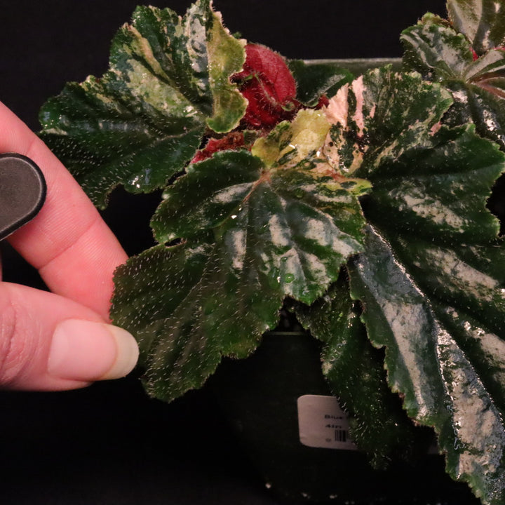 Begonia Ginny Galaxy