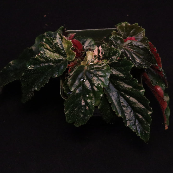 Begonia Ginny Galaxy