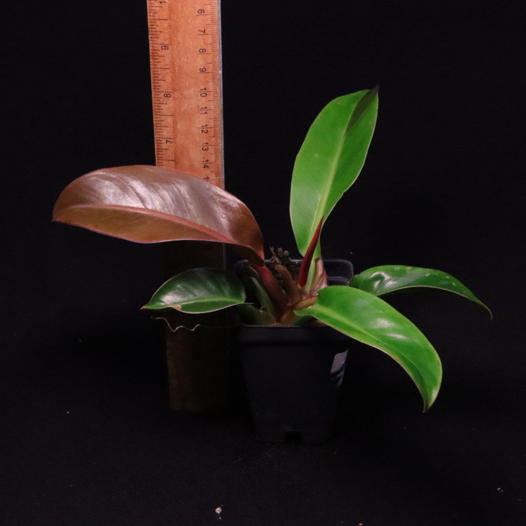 Philodendron Red Moon