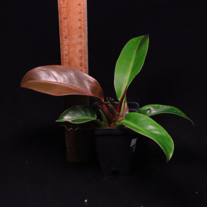 Philodendron Red Moon