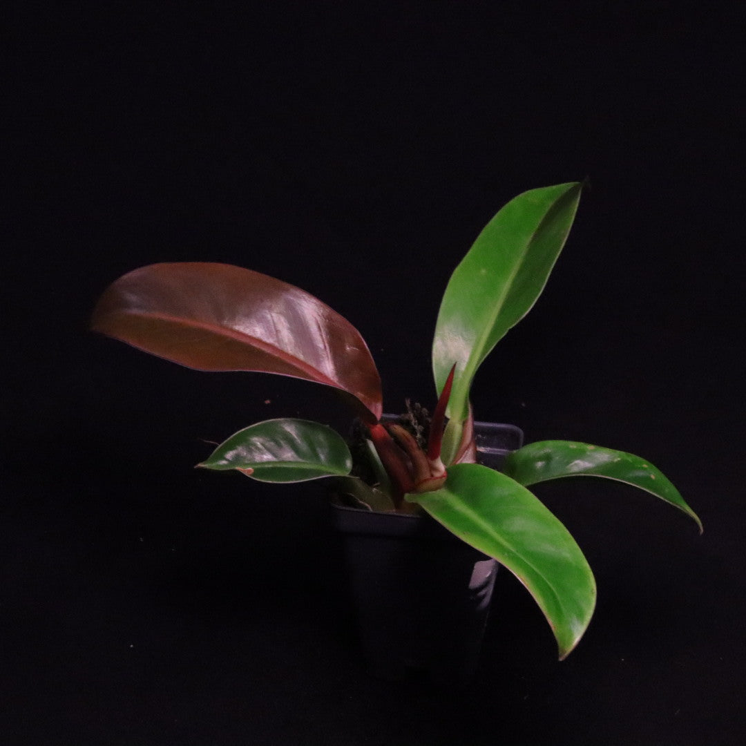 Philodendron Red Moon
