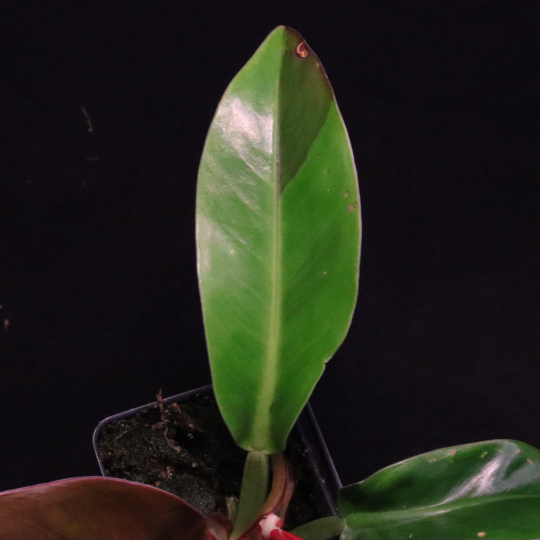 Philodendron Red Moon