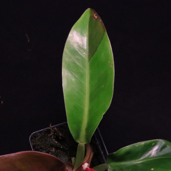 Philodendron Red Moon