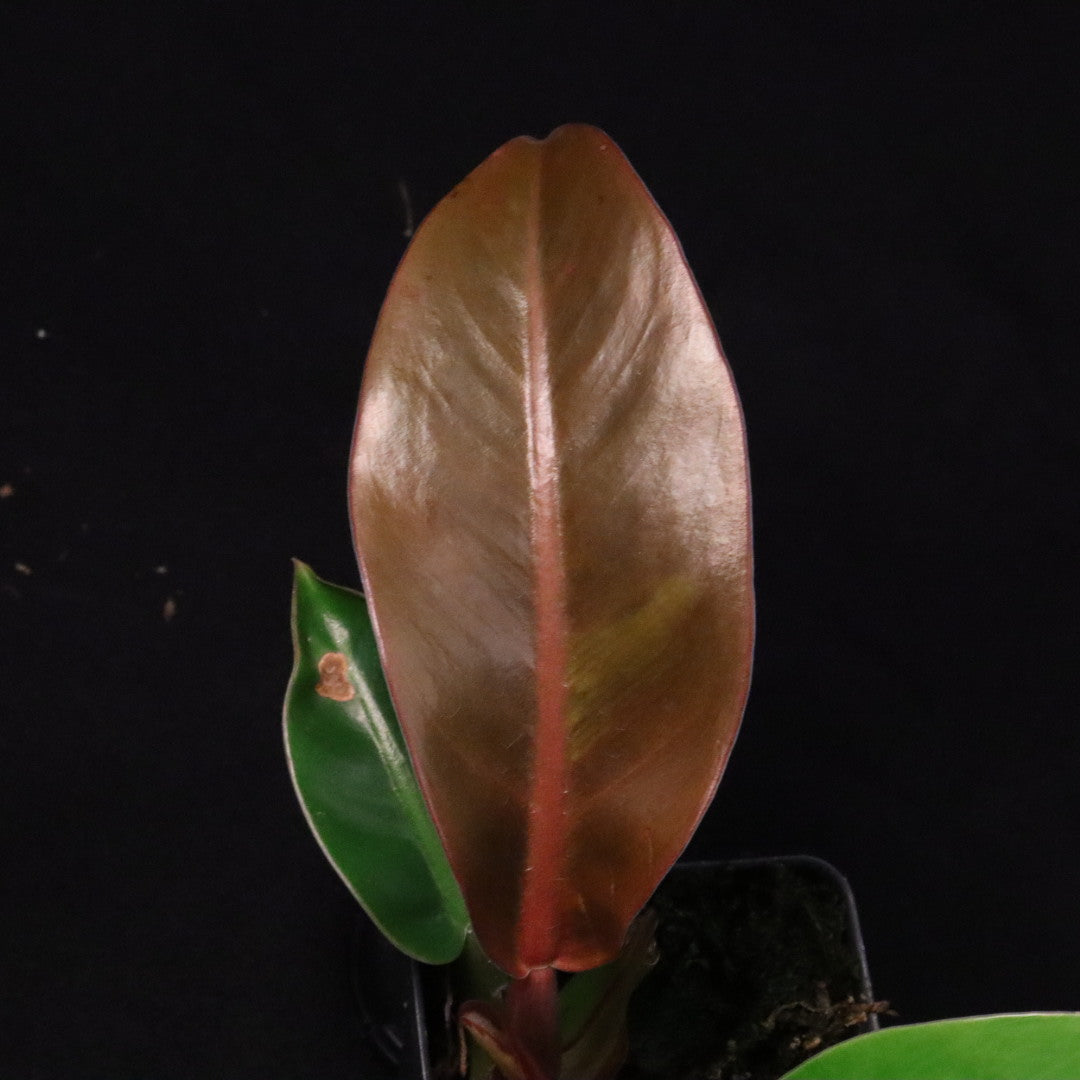 Philodendron Red Moon