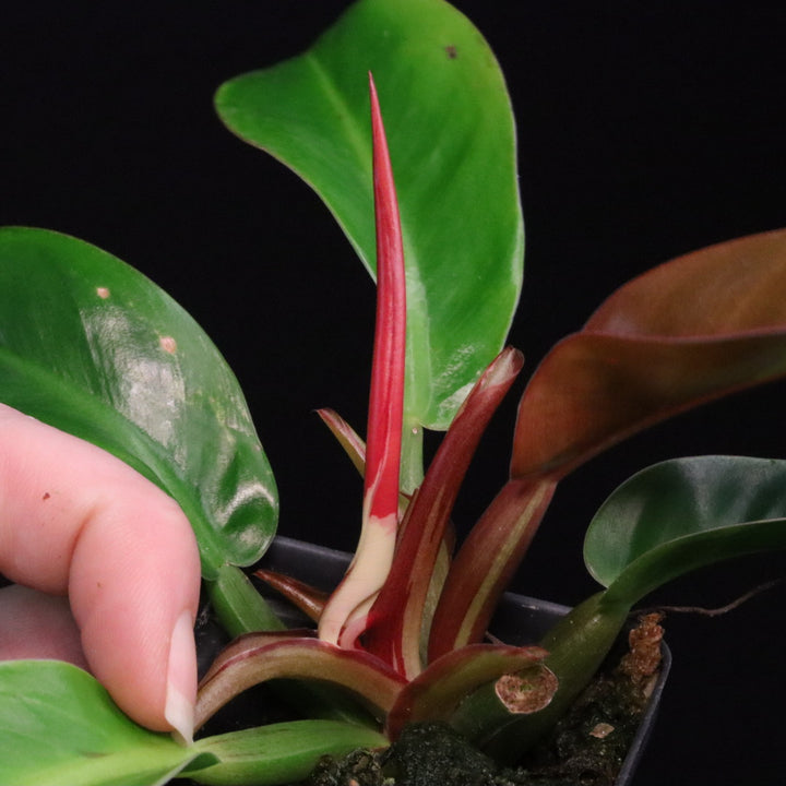 Philodendron Red Moon