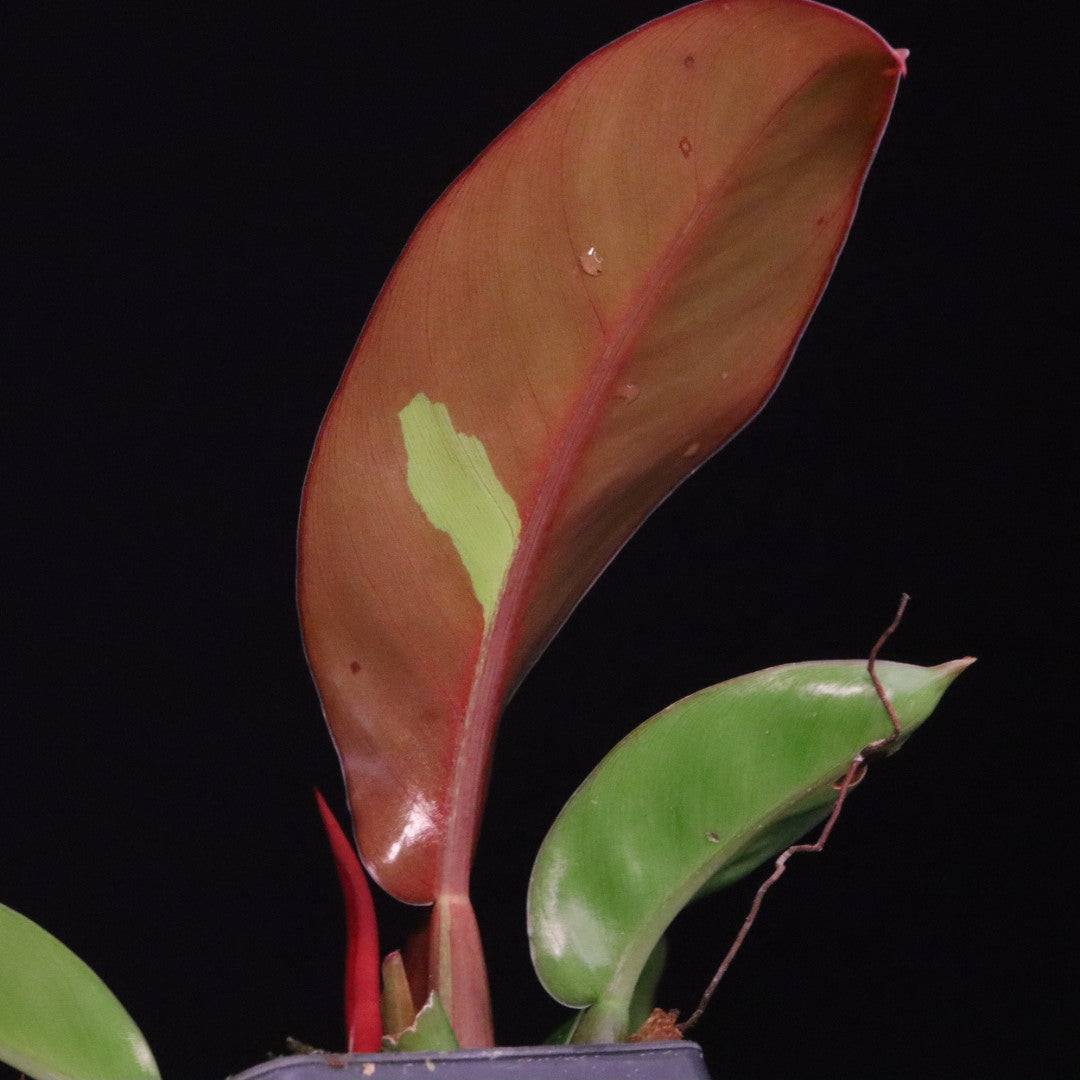 Philodendron Red Moon