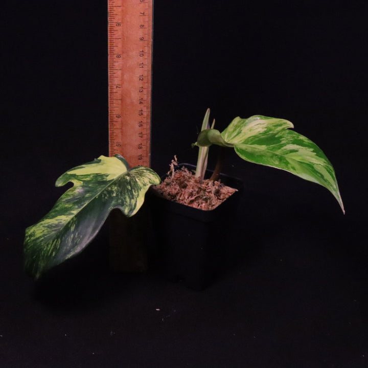 Variegated Philodendron Florida Beauty x Squamiferum