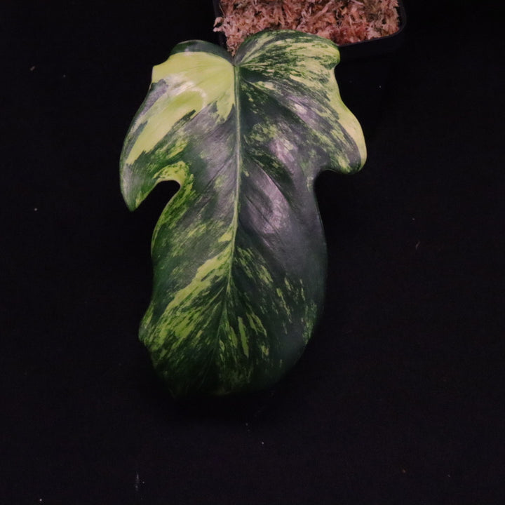 Variegated Philodendron Florida Beauty x Squamiferum