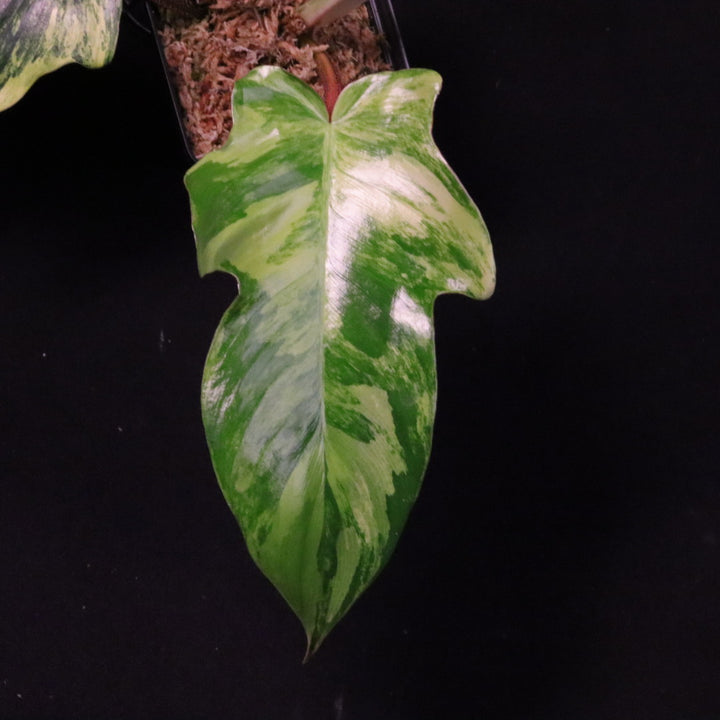 Variegated Philodendron Florida Beauty x Squamiferum