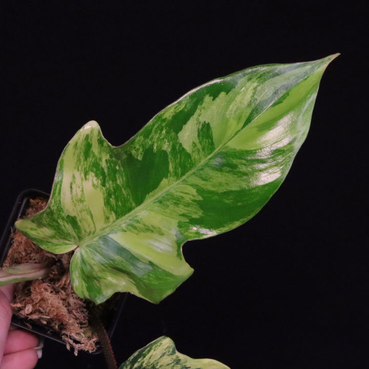 Variegated Philodendron Florida Beauty x Squamiferum