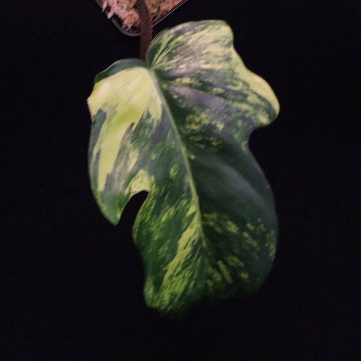 Variegated Philodendron Florida Beauty x Squamiferum