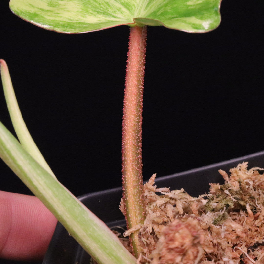Variegated Philodendron Florida Beauty x Squamiferum