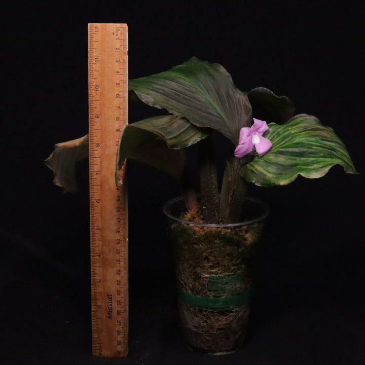 Variegated Kaempferia Pulchra - Ornamental Ginger - E