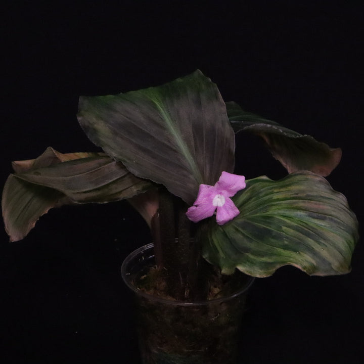 Variegated Kaempferia Pulchra - Ornamental Ginger - E