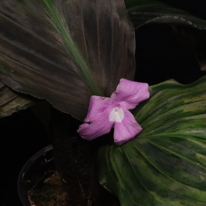 Variegated Kaempferia Pulchra - Ornamental Ginger - E