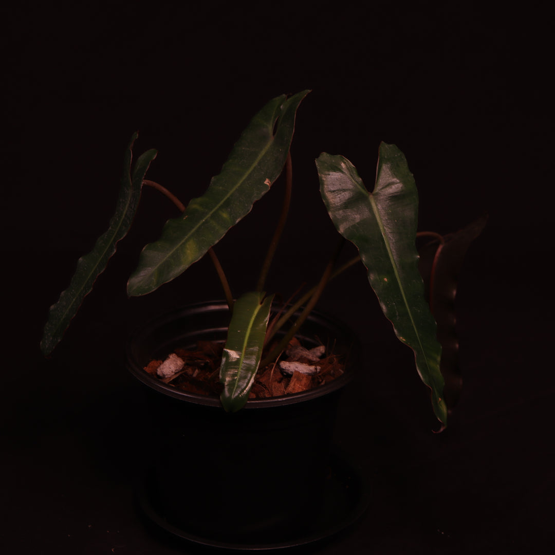Philodendron NOID - 'Dark/Black Billietiae' - A