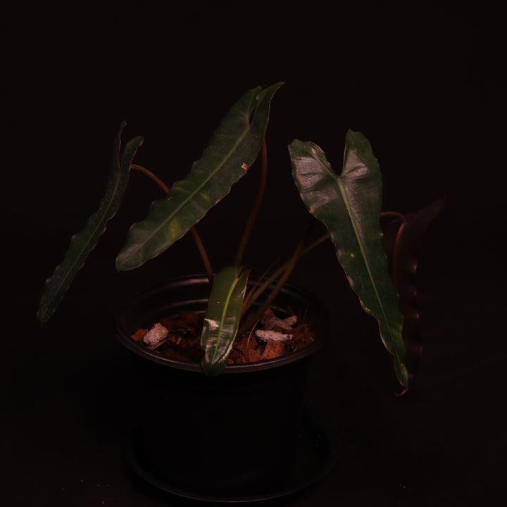 Philodendron NOID - 'Dark/Black Billietiae' - A