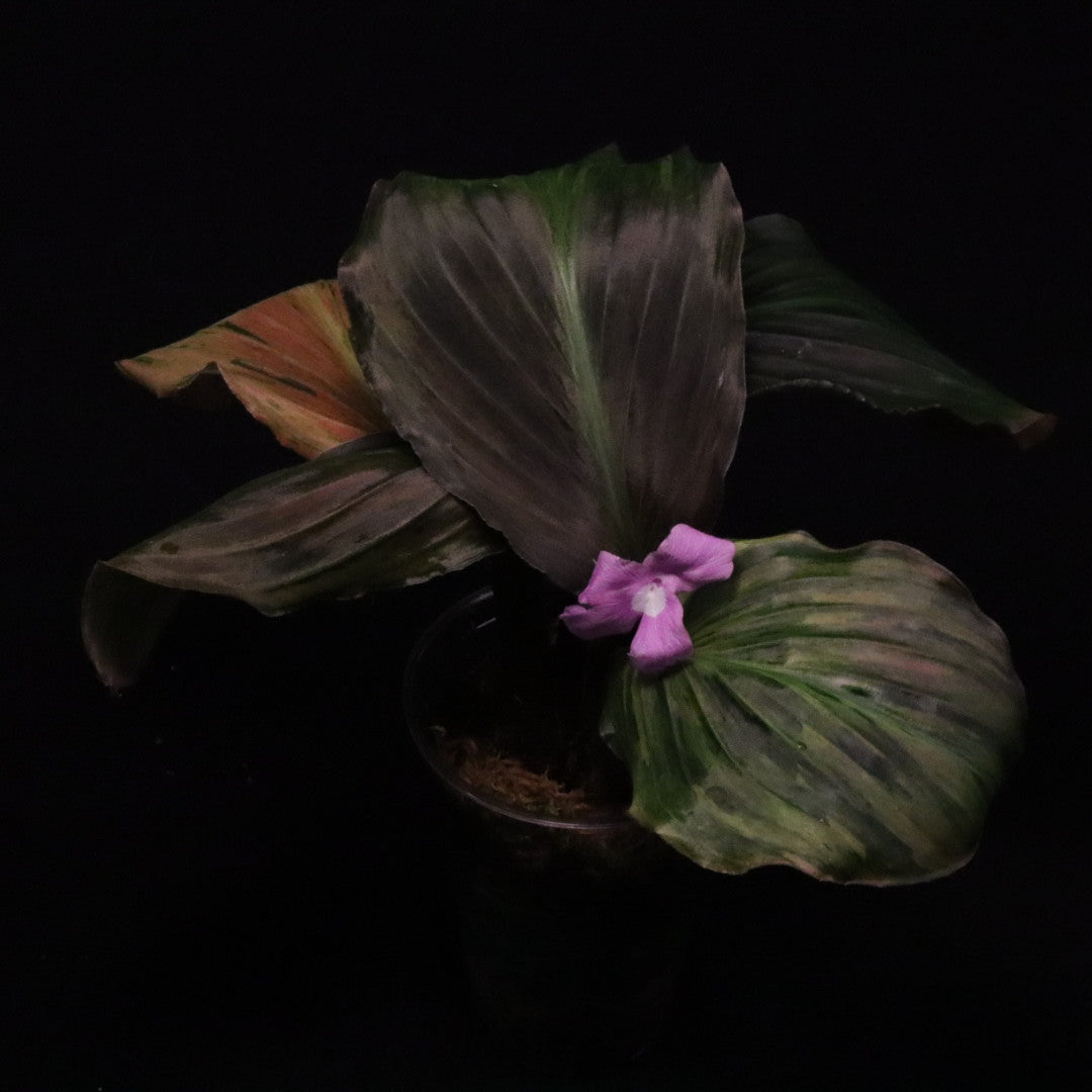 Variegated Kaempferia Pulchra - Ornamental Ginger - E