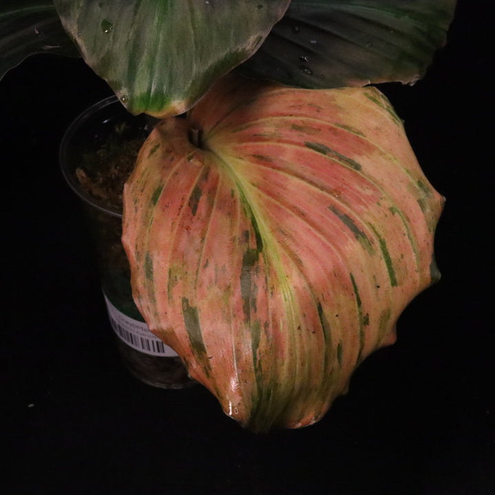 Variegated Kaempferia Pulchra - Ornamental Ginger - E
