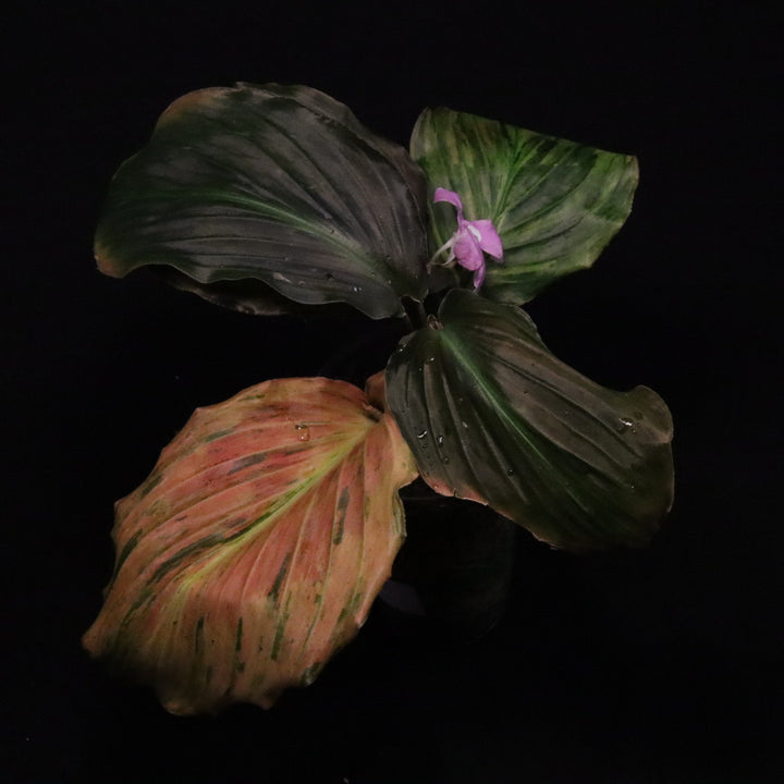 Variegated Kaempferia Pulchra - Ornamental Ginger - E