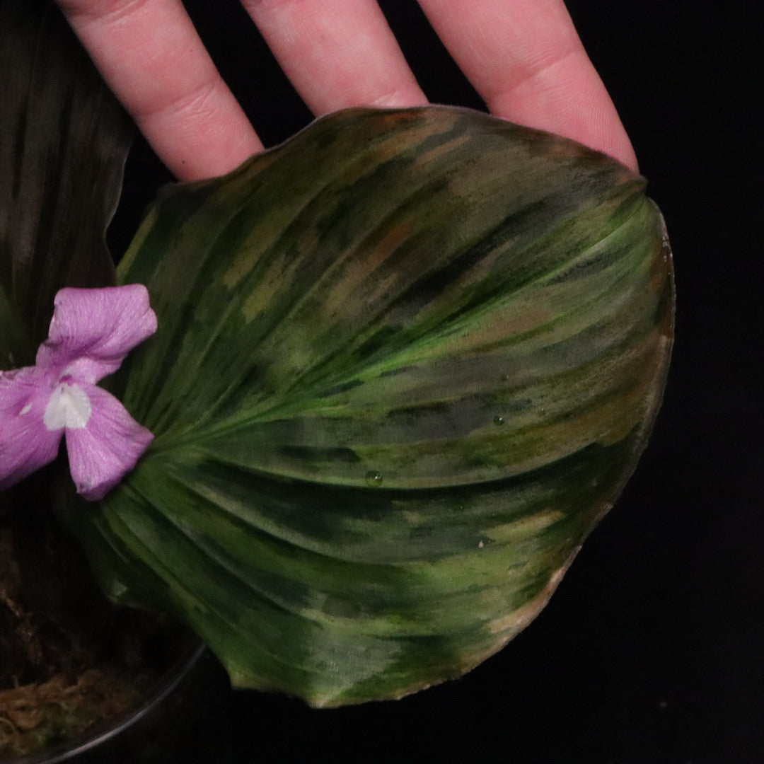 Variegated Kaempferia Pulchra - Ornamental Ginger - E