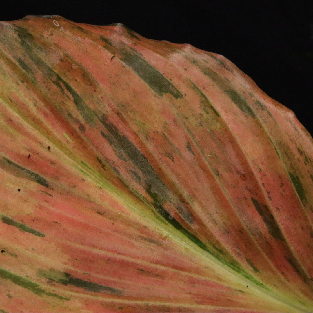 Variegated Kaempferia Pulchra - Ornamental Ginger - E
