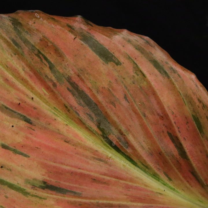 Variegated Kaempferia Pulchra - Ornamental Ginger - E