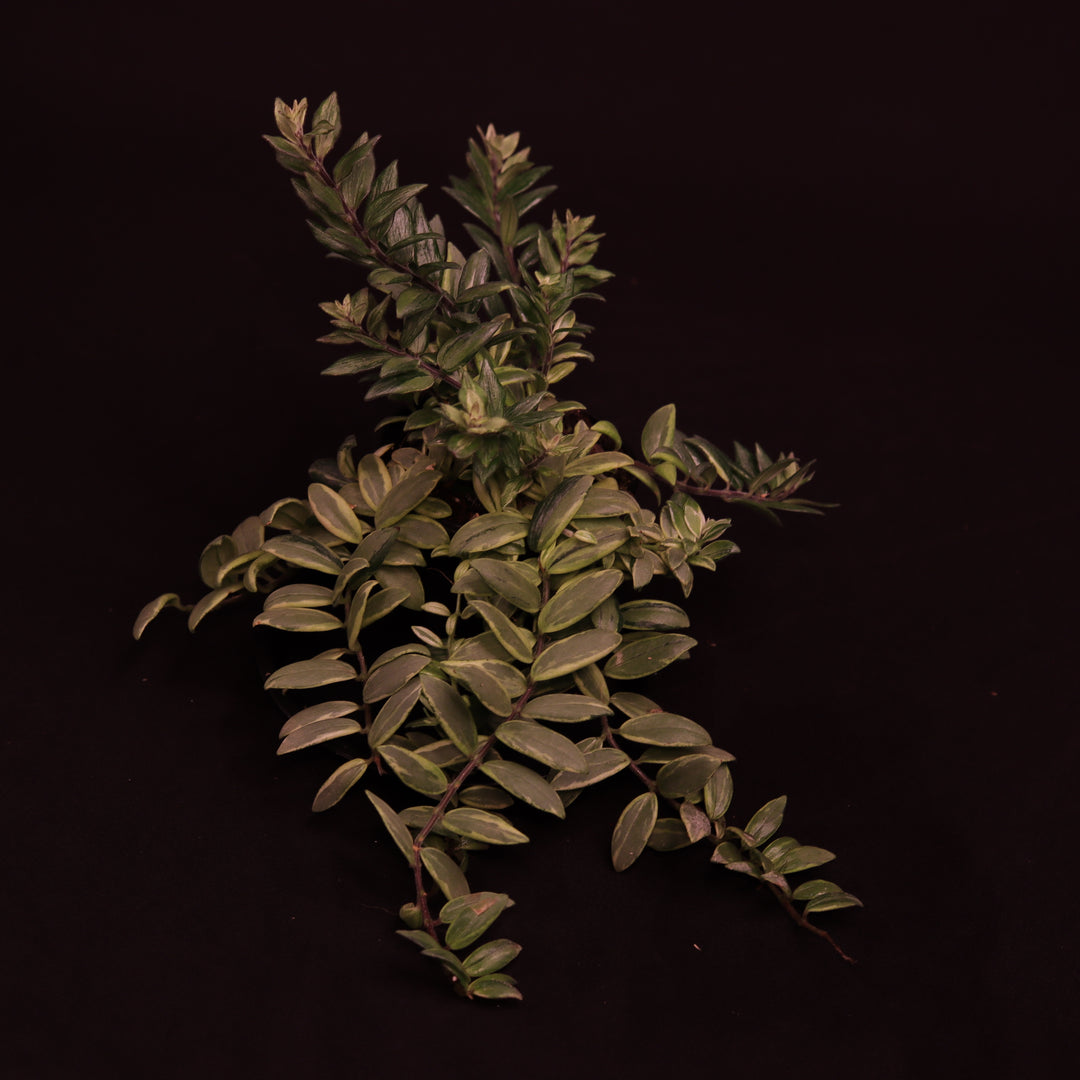 Aeschynanthus Bolero Bicolore - A
