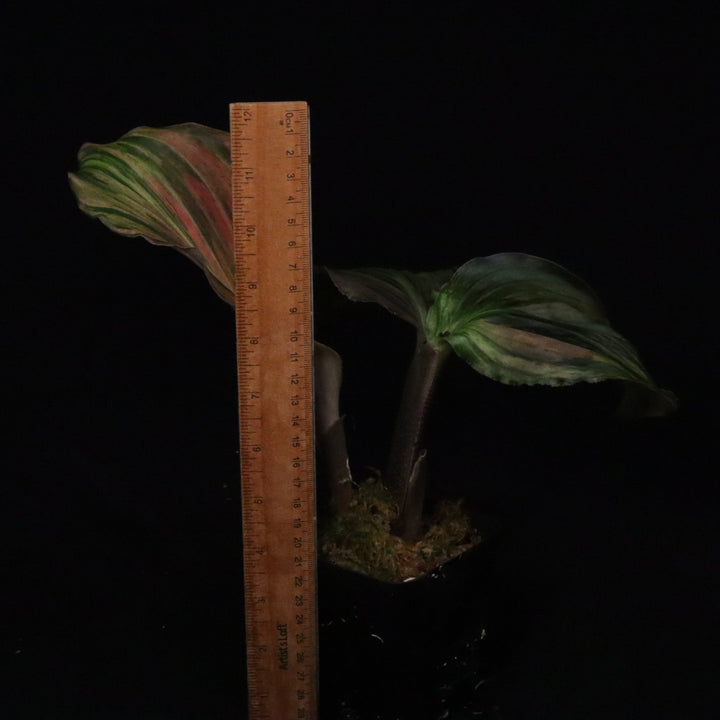 Variegated Kaempferia Pulchra - Ornamental Ginger - B