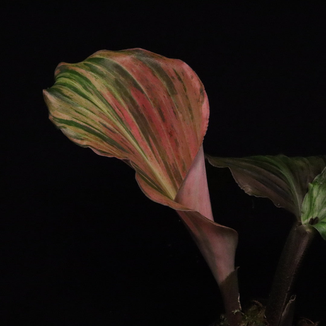Variegated Kaempferia Pulchra - Ornamental Ginger - B